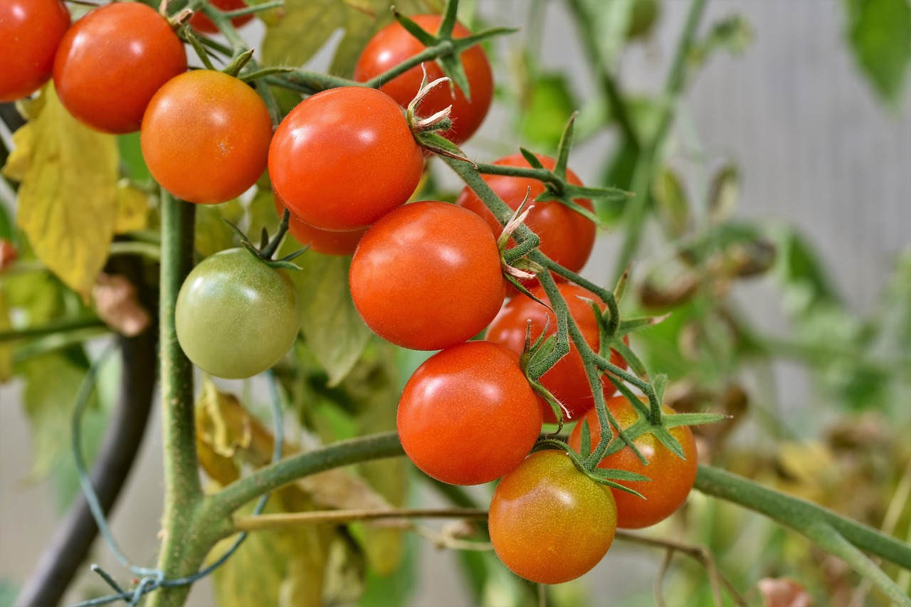 10 Essential Tips for Cooking with Tomatoes